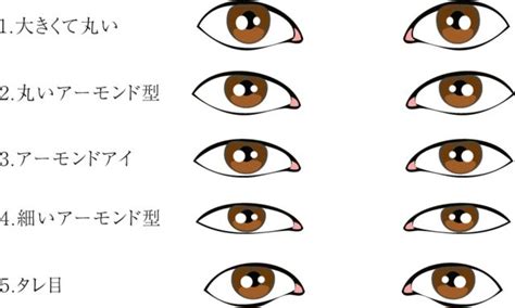 眼型種類|目の形の種類一覧！自分の目の形が分からない人向けの確認方法も